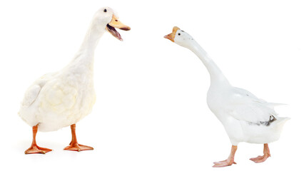 Obraz premium white goose