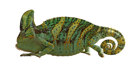 Naklejka premium chameleon or calyptratus on white background