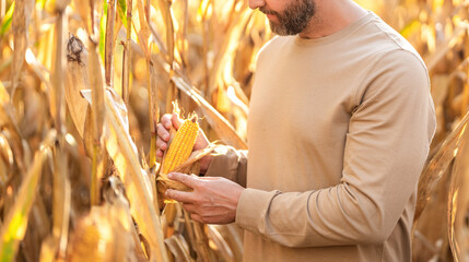 Agriculture harvesting farm. Maize cultivation. Agricultural worker. Corn crop. Maize harvest farming. Harvest crop cornfield. Organic maize field. Farmer at corn crop harvest in village, copy space © be free