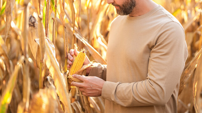 Agriculture harvesting farm. Maize cultivation. Agricultural worker. Corn crop. Maize harvest farming. Harvest crop cornfield. Organic maize field. Farmer at corn crop harvest in village, copy space