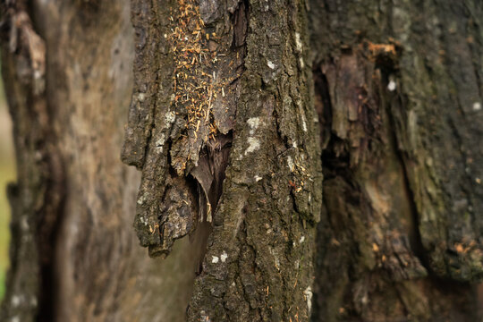 Textured Tree Bark with Signs of Wood Borers