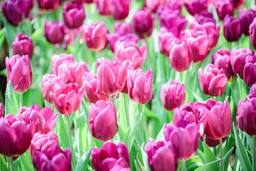 Fototapeta premium Field of Tulips in Blooming in the garden,nature concept background.