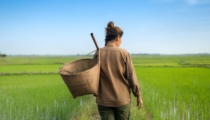 Female farmer walks through vibrant green rice paddies with work basket. Perfect for agricultural, farming, nature, and outdoorthemed concepts.