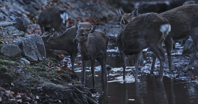 Herd of deer walking around puddles in mostly dry stream - medium, slow motion shot