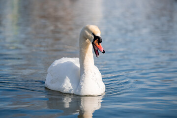 Obraz premium Mute Swan swimming on calm cold wintery water