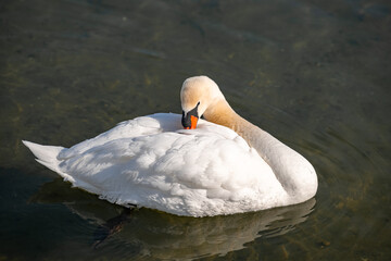 Mute Swan swimming on calm cold wintery water