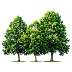 Obraz premium Three vibrant deciduous trees with lush green foliage, isolated on white