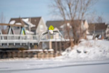 Naklejka premium Ring-billed Gull soaring through a clear blue sky in mid-flight