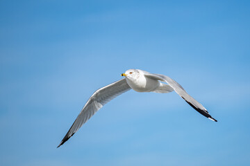 Obraz premium Ring-billed Gull soaring through a clear blue sky in mid-flight