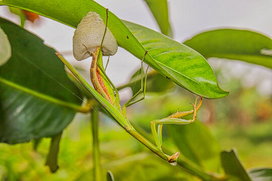 Praying mantis laying eggs under green leaf