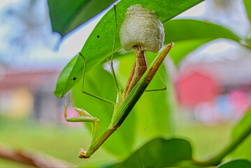 Closeup praying mantis camouflaged and laying eggs on green foliage © Silmiart