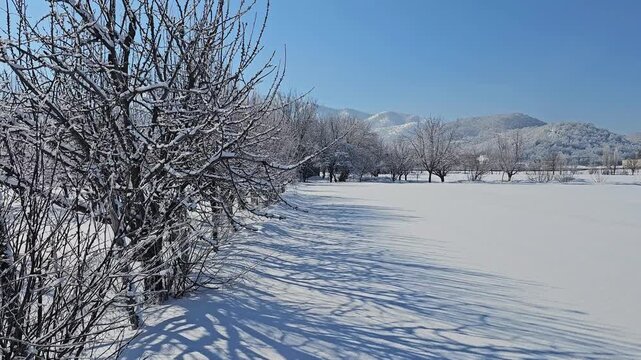 Winter landscape with snow‑covered leafless trees in a row casting long shadows on a wide snowy field under a clear blue sky.  
📍Marivan, Kurdistan 