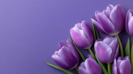 Purple tulips floral banner representing spring season, bouquet sales and flower shop marketing. Gift concept, greeting card, woman's day, 8 march