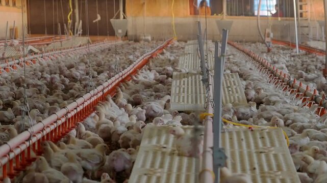 Interior of Industrial Chicken Farm with Young Chicks