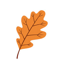 Fototapeta premium Autumn oak leaf in orange color with visible veins and stem