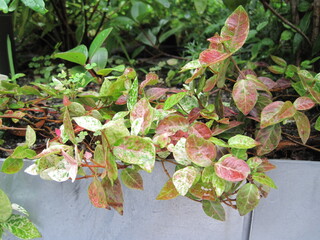 Japanese star jasmine