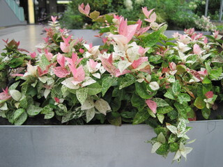 Japanese star jasmine