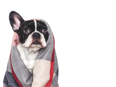 Cute pied dog wrapped in a cozy checkered wool blanket. Concept of comfort, warmth, and pet happiness. Sad look. Studio shot, isolated background. Pets care