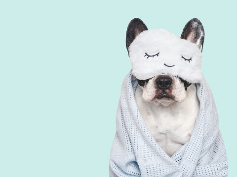 Pied dog wearing a fluffy white sleep mask and wrapped in a light knitted plaid. Relaxation, self-care and pet wellness concept. Studio shot, isolated background. Pets care