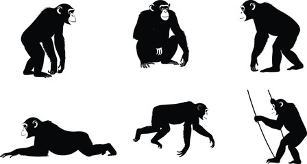 Evolution of primates, monkey to human, silhouette sequence, bipedal transition, tool use, prehistoric concept, black vector, isolated illustration © Ali