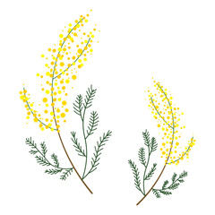 ナチュラルでシンプルなミモザの枝のイラスト