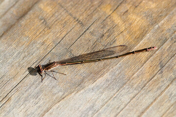 風化した明るい木板の上で日光浴する越冬未成熟型のホソミイトトンボ（メス・自然光昆虫マクロ撮影）