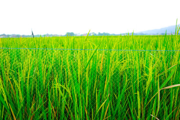 Fototapeta premium Lush green rice plants with maturing golden grains stand vibrantly in a sunlit paddy field conveying abundance and natural growth perfect for agriculture food and sustainability concepts.