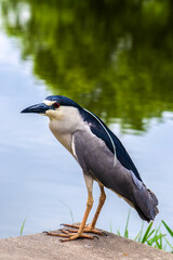 Fototapeta premium A Black-crowned Night-Heron (Nycticorax nycticorax) stands on a grassy bank. This nocturnal bird, with its striking black, white, and grey plumage, is a common sight in wetlands worldwide.