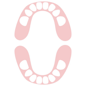 Baby Teeth Upper Second Molars