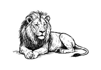 Obraz premium African Lion hand drawn simple sketch vector illustration