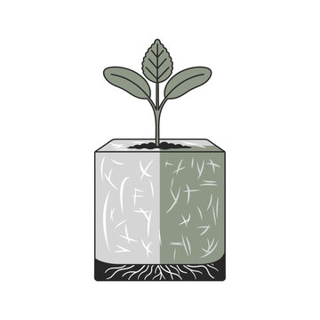 Seedling growing in a rockwool cube for hydroponics, soilless cultivation, and controlled environment agriculture.