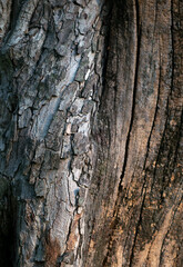 Obraz premium Natural weathered tree bark texture closeup showing rough cracked peeling surface pattern in brown gray tones
