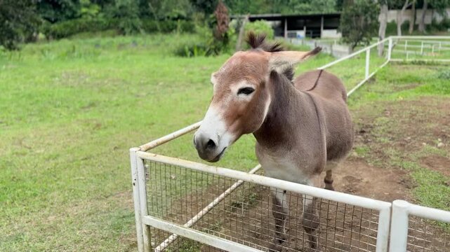 A brown donkey stands calmly inside a fenced farm enclosure, surrounded by grass, trees, and nearby structures, creating a peaceful rural atmosphere