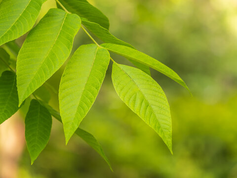 Bright green Leaves of the Amur velvet, or Amur cork tree, lat. Phellodendron amurense