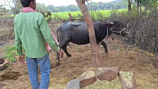 Indian farmer taking care of his buffalo and patting its head in rural village farm