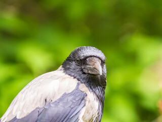 Fototapeta premium Hooded crow, corvus cornix, standing on the lawn in the spring or summer