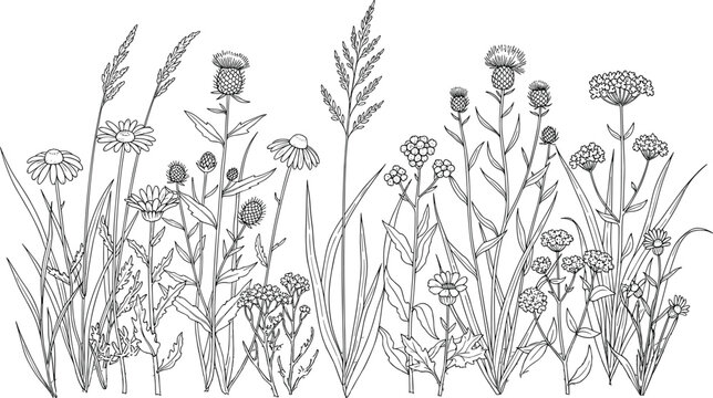 Wildflower Meadow Line Art Drawing, Hand Drawn Floral Border with Daisies and Thistles, Botanical Vector Illustration for Coloring Book, Greeting Cards.