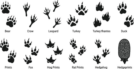 Animal Paw Print Silhouette Collection, Wildlife Tracks Set for Bear, Fox, Leopard, and Birds, Nature Education Vector Graphic for Hunting, Tracking. © Mehedi