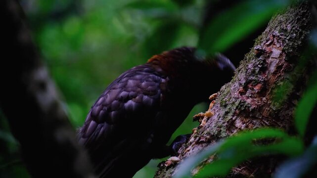 Close up of New Zealand kākā parrot bird removing tree bark with sharp beak in Wellington, NZ Aotearoa