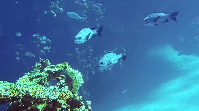 Underwater scene of a school of bigeye snapper (Lutjanus lutjanus) swimming along a coral reef wall and drop-off in blue open water. Tropical reef in the Red Sea, ideal for scuba and snorkeling.