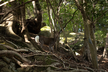ニホンジカ