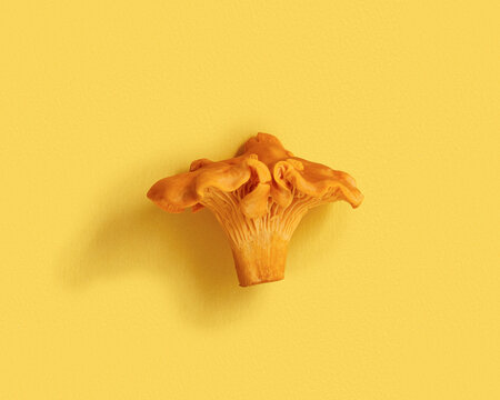 One close up mushroom Chanterelle or Cantharellus, yellow orange edible raw fresh fungus on yellow background, minimal monochrome flat lay photo. Top view natural organic vegetable protein food.
