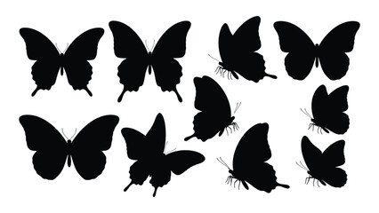 A collection of various butterfly silhouettes in black against a white background isolated on white background, Vector © SILHUETTECHEMBER