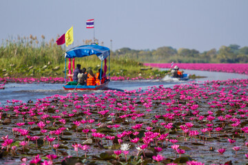 The Red Lotus Sea in Udon Thani Province, Thailand, with blurry tourist boats.