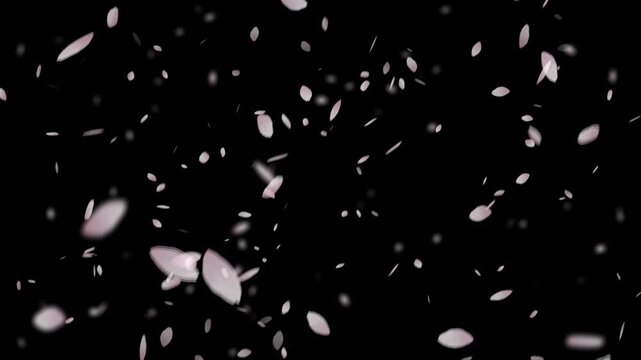 舞い散る桜 / Cherry Blossom Falling 