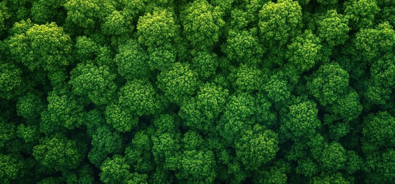 aerial top view of dense lush green tree canopy with overlapping treetops, evoking calmness and renewal