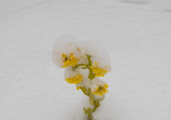 菜の花と雪