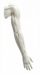 Obraz premium 3D Medical Model of Human Arm Anatomy with Detailed Muscles and Structure