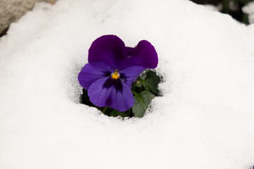 雪から出ているパンジー