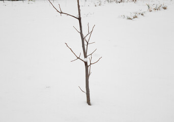 雪の中の一本の木
